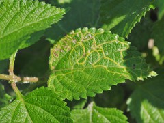 photo of Ophiomyia mine in a Lantana leaf