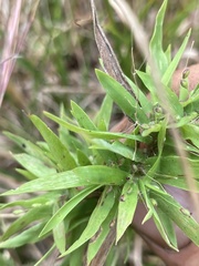 Dichanthelium scabriusculum