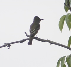 Myiarchus crinitus
