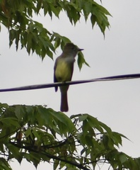 Myiarchus crinitus