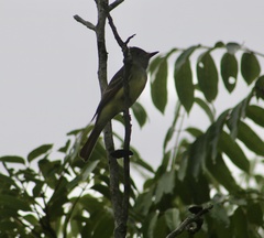 Myiarchus crinitus