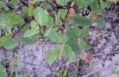 Porophyllum punctatum