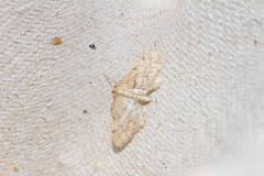 Idaea fractilineata