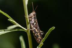 Melanoplus ponderosus