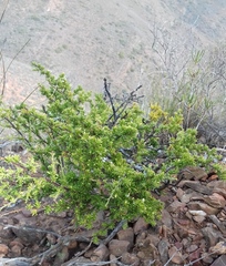 Muraltia macrocarpa