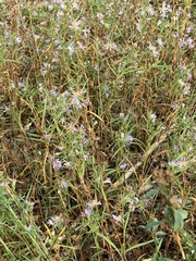 Eucephalus engelmannii