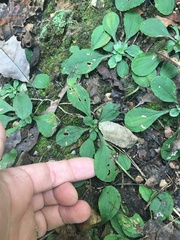 Antennaria solitaria