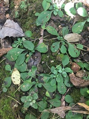 Antennaria solitaria