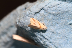 Eublemma cochylioides