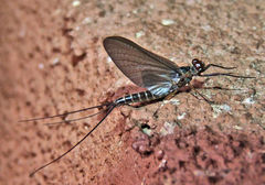 Leptophlebia