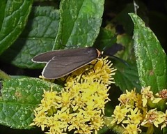 Cisseps fulvicollis