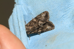 Dryobotodes monochroma