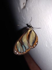 Ithomia salapia