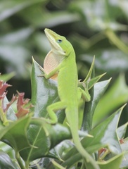 Anolis carolinensis
