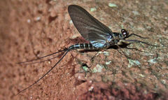 Leptophlebia