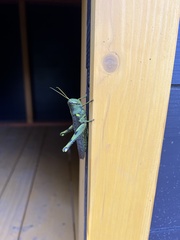 Schistocerca obscura