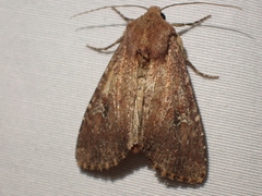 Apamea scoparia