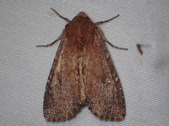 Apamea scoparia