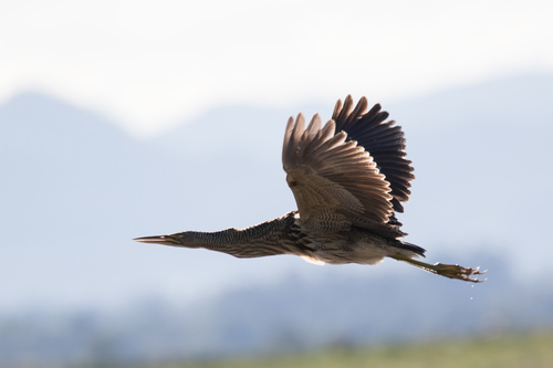 Pinnated Bittern