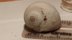Cryptonatica affinis