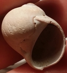 Cryptonatica affinis