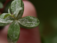 Erysiphe hyperici