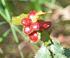 Plagiotrochus quercusilicis
