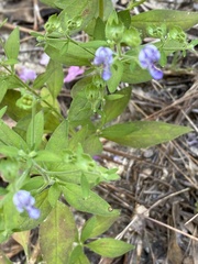 Trichostema dichotomum image