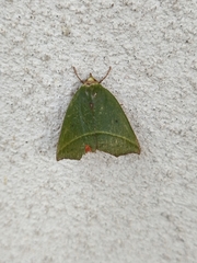 Clethrophora distincta