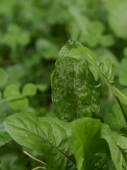 Podosphaera erigerontis-canadensis