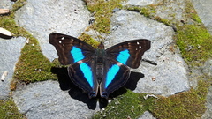 Doxocopa laurentia