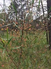 Dodonaea truncatiales