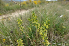 Thymelaea sanamunda