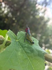 Aztecacris