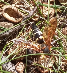 Sphecius speciosus