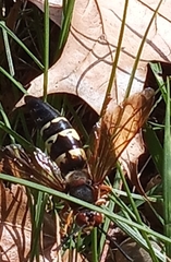 Sphecius speciosus