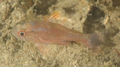Vincentia novaehollandiae