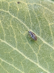 Nysiini