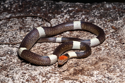 False Cat-eyed Snake