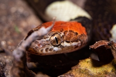 Pseudoleptodeira latifasciata