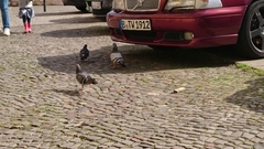 Columba livia domestica