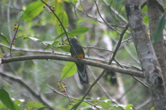 Trogon chionurus