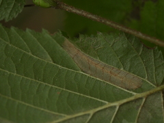 Phyllonorycter nicellii