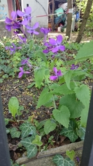 Lunaria annua