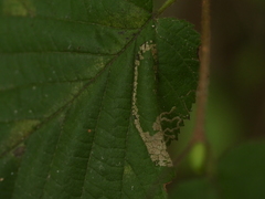 Phyllonorycter nicellii