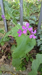 Lunaria annua