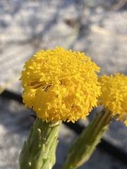 Podotheca gnaphalioides