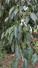 Ficus pertusa