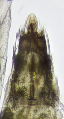 Hydroptila tineoides