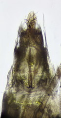 Hydroptila tineoides